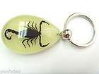 Insect Keychain   Black Scorpion (Glow in the