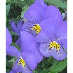   , Velocity Lavender with Yellow Eye 6 plants Patio, Lawn & Garden