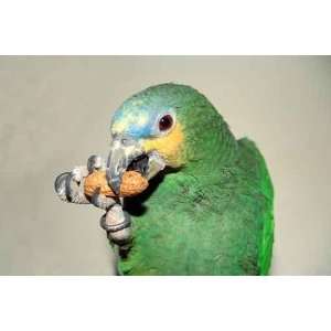  Orange winged  Parrot Eating a Peanut   Peel and 
