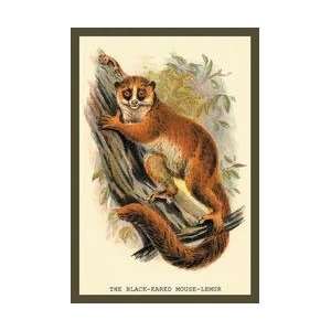  The Black Eared Mouse Lemur 12x18 Giclee on canvas