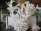 LARGE coral creation decor seashell aquarium reef ta