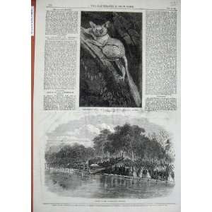   1866 Galago Maholl Zoological Cheltenham Life Boat Art