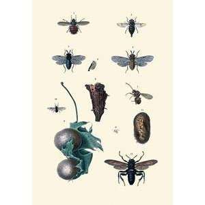  Vintage Art Insect Study #8   09247 5