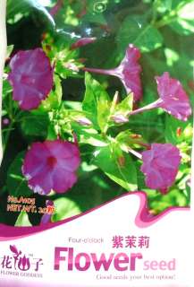 A105 Flower Purple Four O Clocks Mirabilis jalapa Seeds  