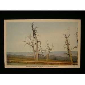 Ghost Forest, Skyline Drive, Virginia Unused Linen PC not 