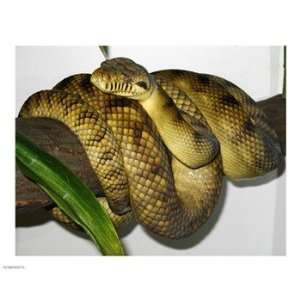  High Yellow Scrub Python Morelia Amethistina 10.00 x 8.00 