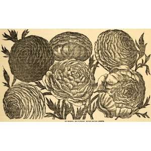  1892 Print Flower Botanical Ranunculus Perennial Garden 