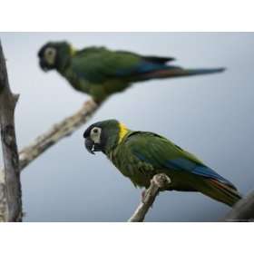  Yellow Collared Macaws at the Sedgwick County Zoo, Kansas 