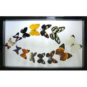  The Moroccan Eye Butterfly Art Home Decor in Black 