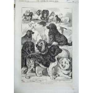   1870 Prize Dogs Birmingham Show Puppies Poodle Print