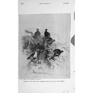  Wild Birds Fowl Blackgame Firs Larches Trees 1894