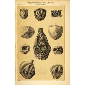   Eucalyptocrinus Glyptaster Fossils WI   Original Chromolithograph