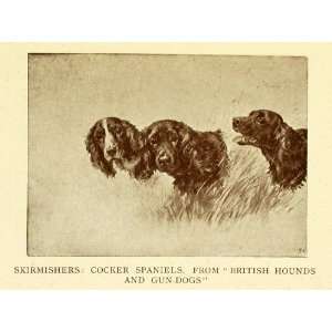  1905 Print Cocker Spaniel Dogs Hunting Gun Dogs Female 