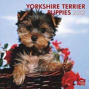  2012 Yorkshire Terrier Puppies Calendar
