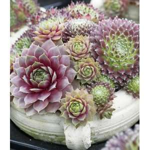  Hens And Chicks By Collections Etc Patio, Lawn & Garden