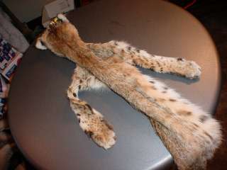 Bobcat Pelt Tanned taxidermy w ft fur trap hunting skin  