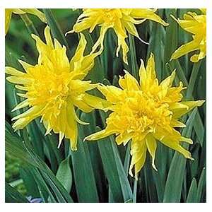  Rip Van Winkle Daffodil 8 Bulbs   Heirloom Patio, Lawn 
