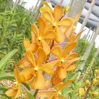 HM05 Orchid Plant Mokara Gold Nugget  