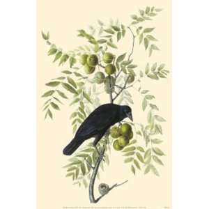 American Crow Poster 
