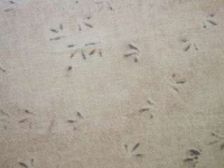 Sandy Shores Sand Bird Foot Prints Tracks Beach Windham Fabric Yard 