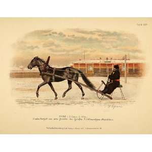   Horse Stallion Trotter   Original Chromolithograph