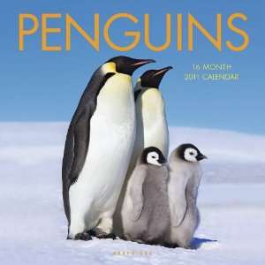  2011 Animal Calendars Penguins   16 Month   30x30cm
