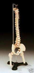 Anatomical Desk size Vertebral Column Model, Spine  