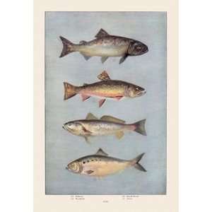  Fish   Paper Poster (18.75 x 28.5)