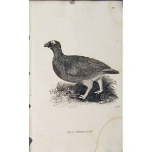  Red Ptarmigan Fine Art Antique Print Engraving Bird Art 