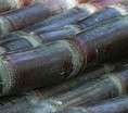 Super Sweet Purple Asian Sugar Cane Cuttings Fresh 6