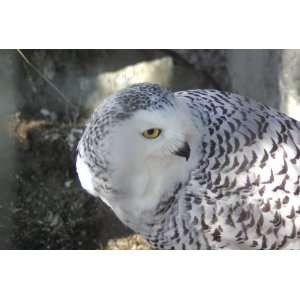 Snowy Owl Taxidermy Photo Reference CD