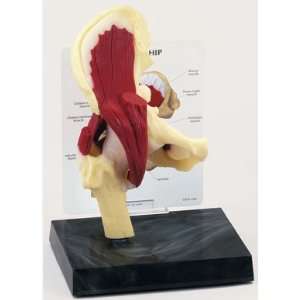 Muscled Hip Anatomical Model  Industrial & Scientific