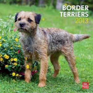  Border Terriers 2013 Wall Calendar 12 X 12 Office 