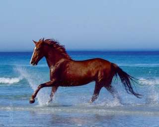 Für Beach   beautiful horse haben wir passende Rahmen im Angebot