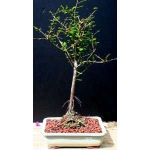 Bald Cypress Bonsai Tree by Sheryls Shop  Grocery 