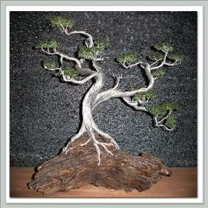  Joebonsai Wire Bonsai Tree by Dale Bartlett   Silver Fung 