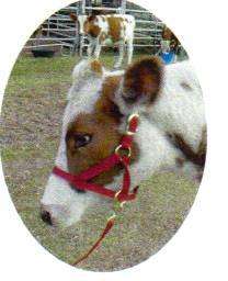 Yearling Calf, Heifer ~ Double Ply Nylon Halter & Lead  