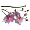 RoomMates   Weisse Orchidee  Baumarkt