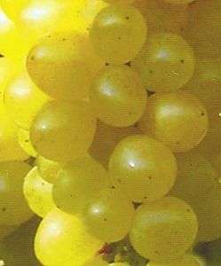 Weinrebe Primus gelbfrüchtige Besonderheit 80 100cm  