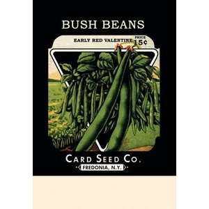  Bush Beans Early Red Valentine   12x18 Framed Print in 