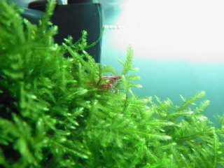 Christmas Moss PAD   LIVE AQUARIUM PLANT Red Shrimp  
