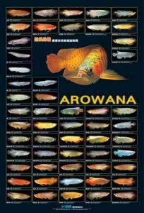 AZOO AROWANA BIG FISH AQUARIUM Generation Poster  