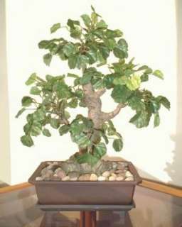 Polyscia Bonsai   13 (33cm) Artificial Silk Faux Tree  