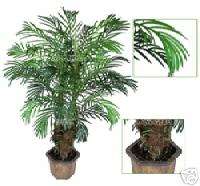 Artificial Robellini Palm Trees Silk Plant Potted 5  