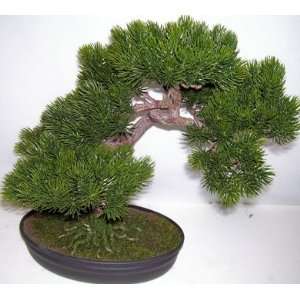  17 Boxwood Bonsai Topiary