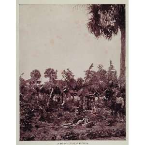  1893 Banana Trees Grove Florida Black Child Boy Print 