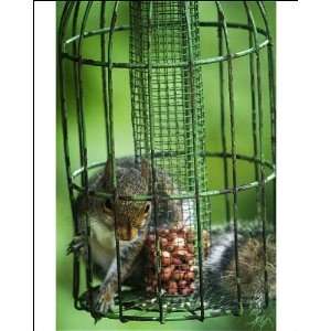  Grey Squirrel   feeding inside squirrel proof bird nut feeder 