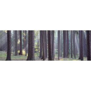 Trees in the Forest, South Bohemia, Czech Republic by Panoramic Images 