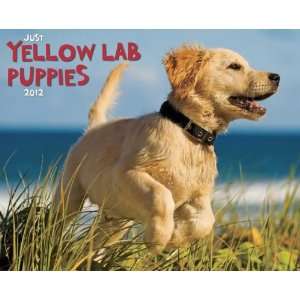  Yellow Lab Puppies 2012 Wall Calendar