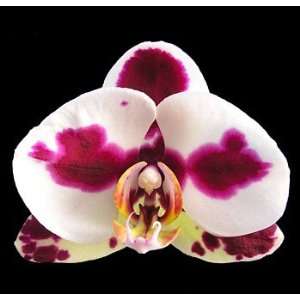 Yu Pin Pearl Phalaenopsis Moth Orchid Grocery & Gourmet Food